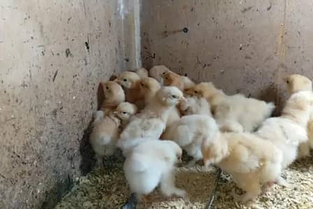 Golden Buff chicks