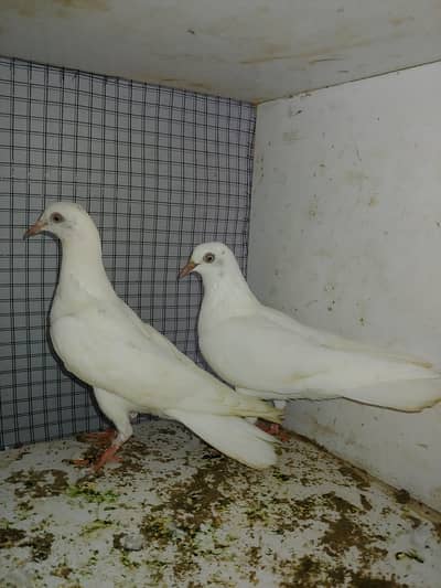 2 white pattiya patti wali sale.