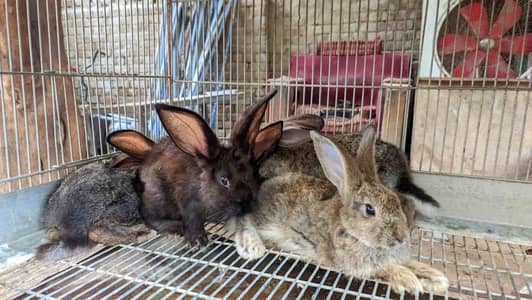 Quality breed rabbits bunny's for sale