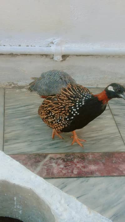 sindhi tetar/