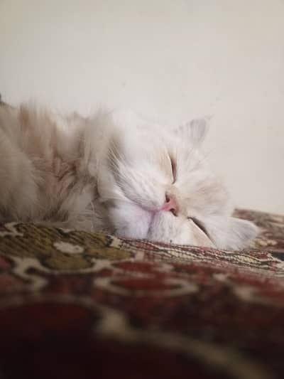 Persian Cat
