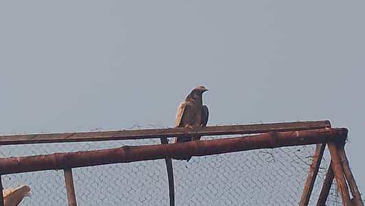 4 adad kabotar for sale
