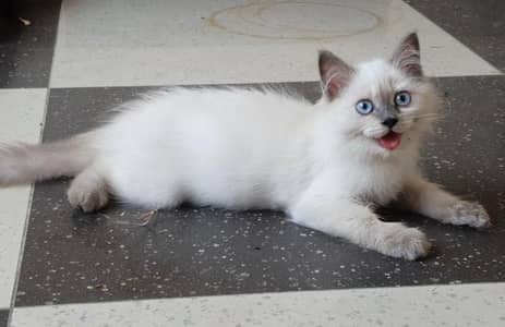 Himaliyan blue eye kittens