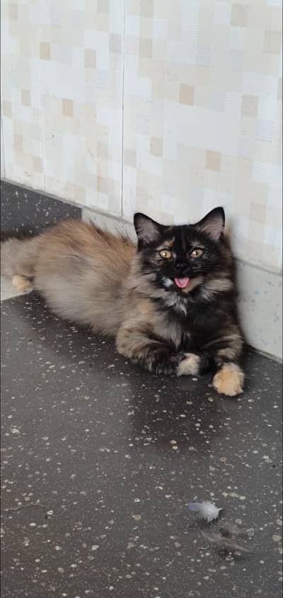 Female kitten