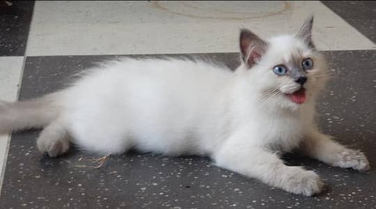Himaliyan blue eye kittens