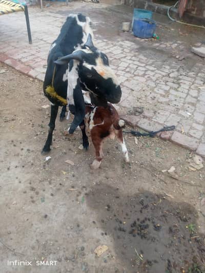 disi bakari Sath bakra