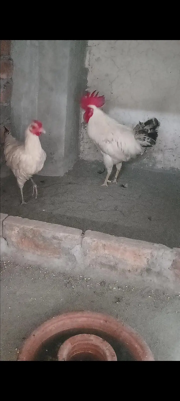 Dasi murga aseel murgi chicks — photo 5