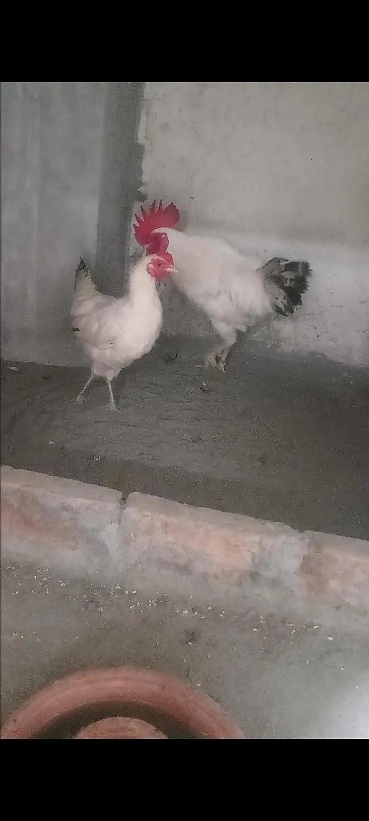 Dasi murga aseel murgi chicks — photo 6