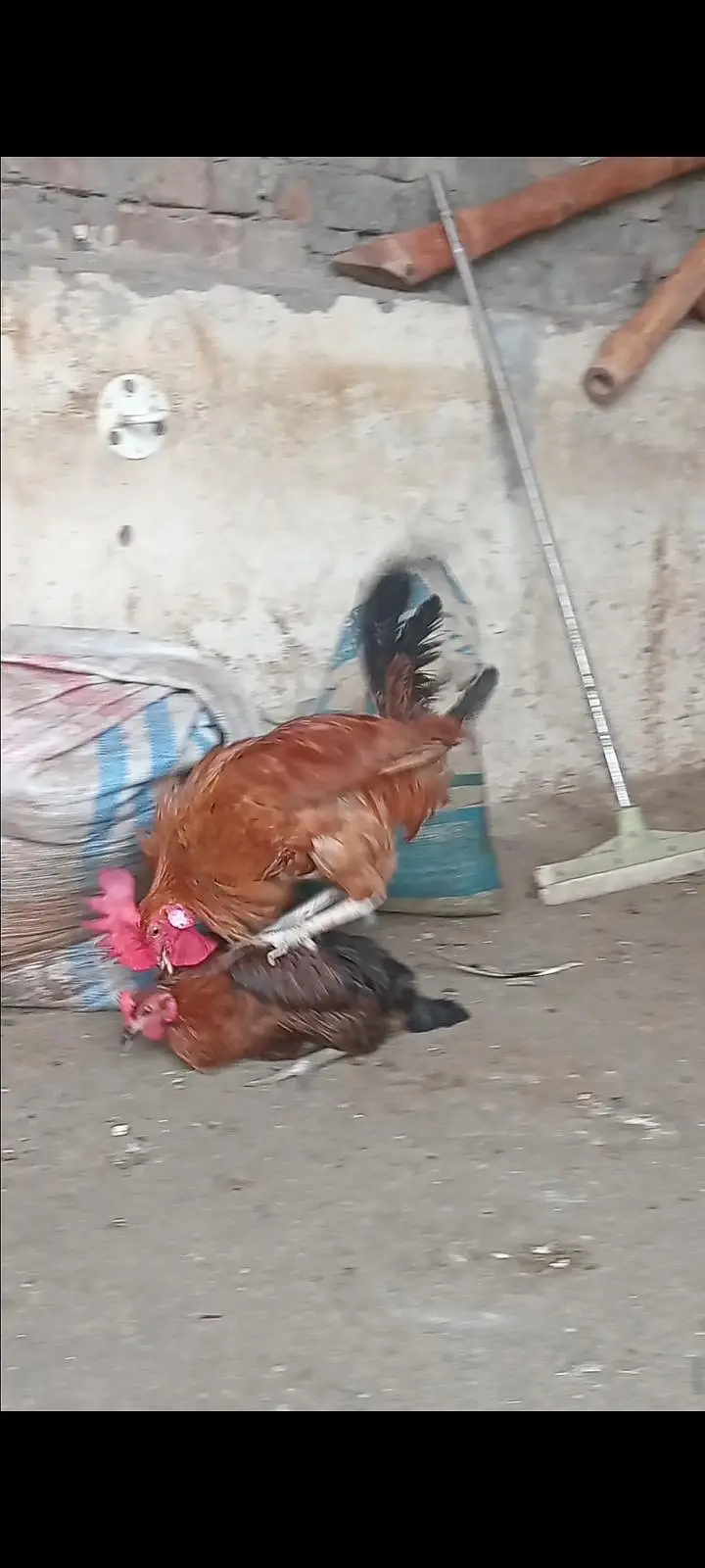 Dasi murga aseel murgi chicks — photo 2