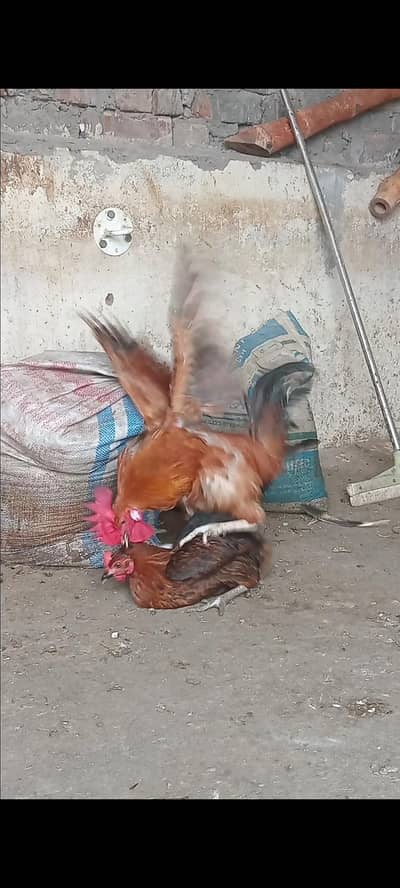 Dasi murga aseel murgi chicks