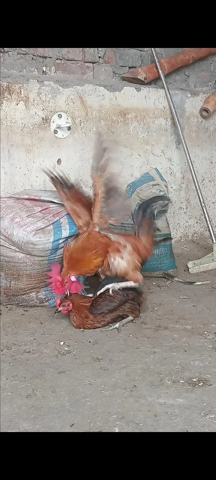 Dasi murga aseel murgi chicks