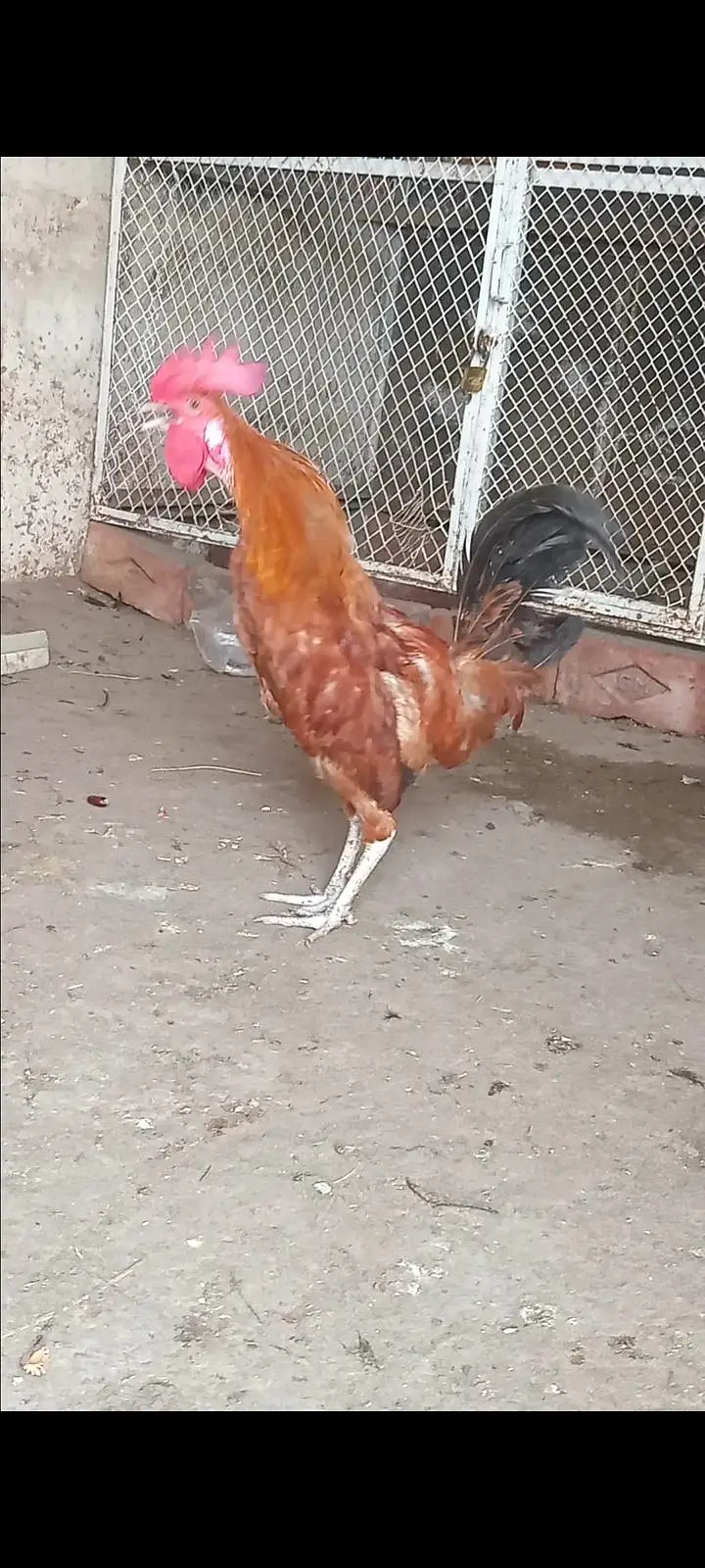 Dasi murga aseel murgi chicks — photo 3