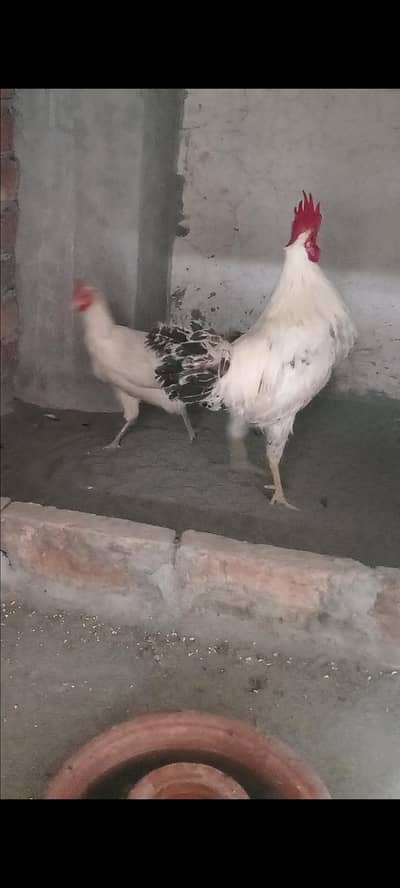 Dasi murga aseel murgi chicks
