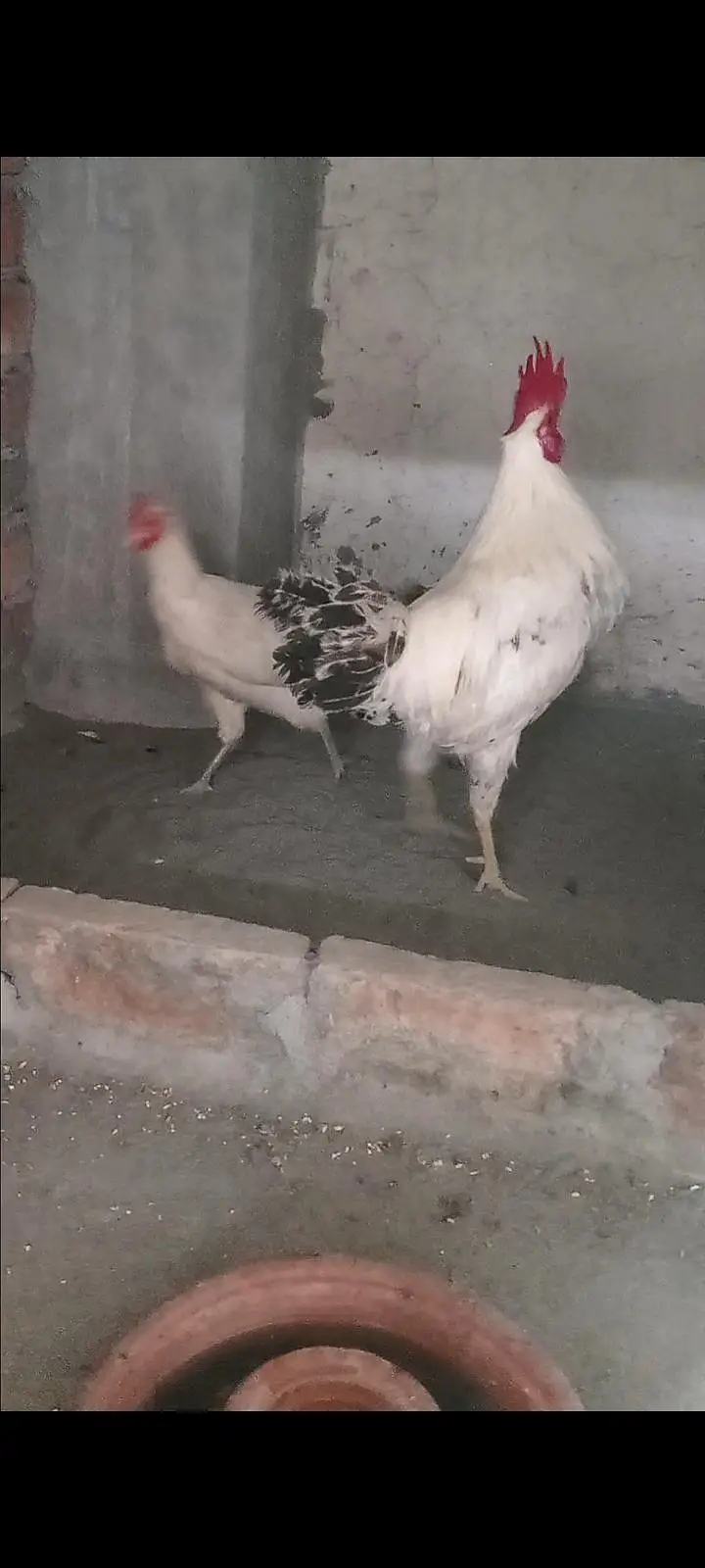 Dasi murga aseel murgi chicks — photo 4