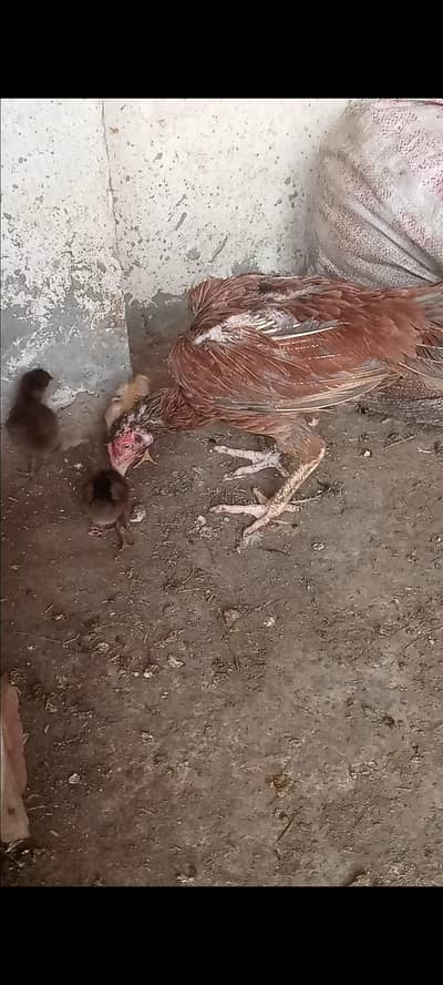 Dasi murga aseel murgi chicks