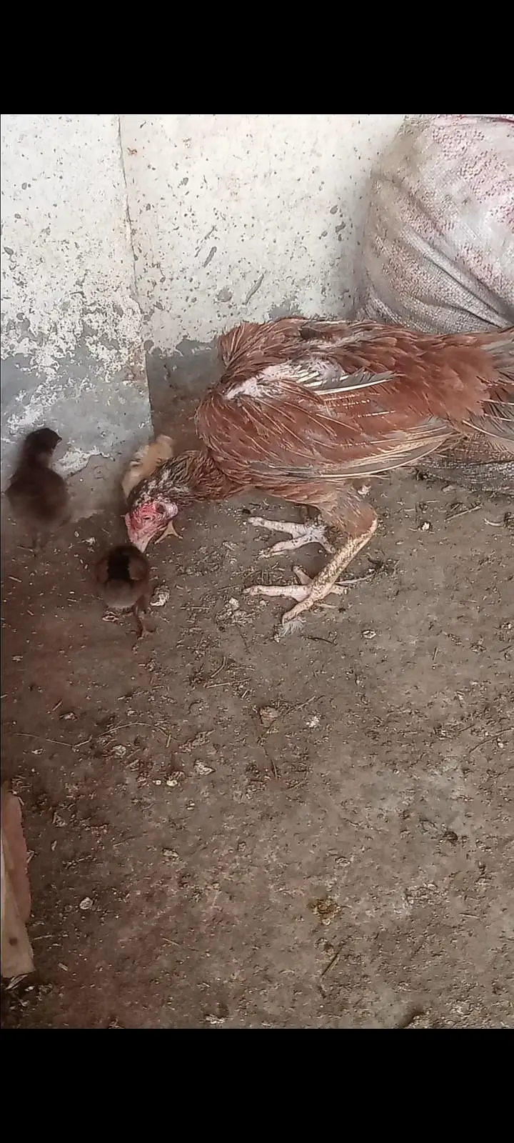 Dasi murga aseel murgi chicks — photo 7