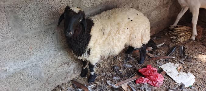 Dumba for sale