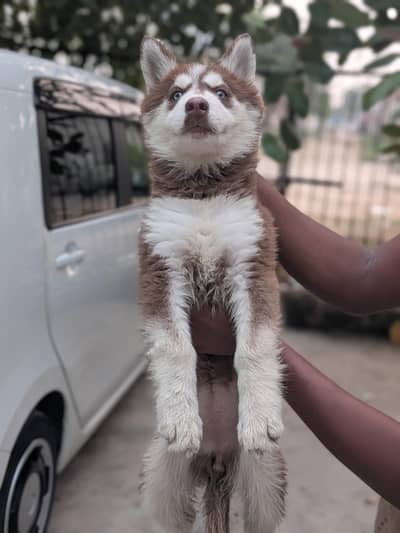 Siberian Husky