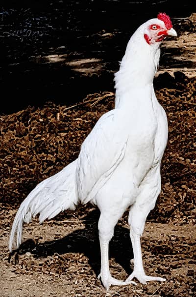 White pair Aseel Hens (2+1)