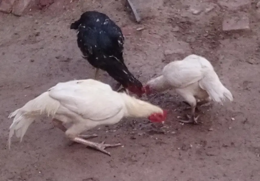 White pair Aseel Hens (2+1) — photo 2