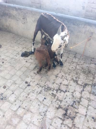 Desi bakri Sath 3month k bachy 1nur 2sri maada
