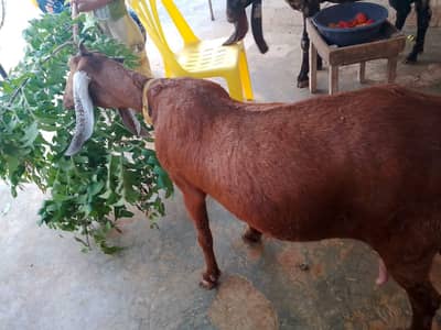 Maki Cheni Bakri 2 Dant
