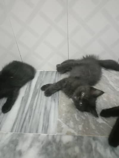 cat sale