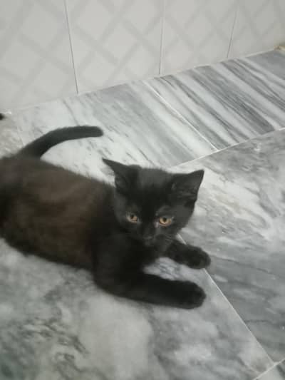cat sale
