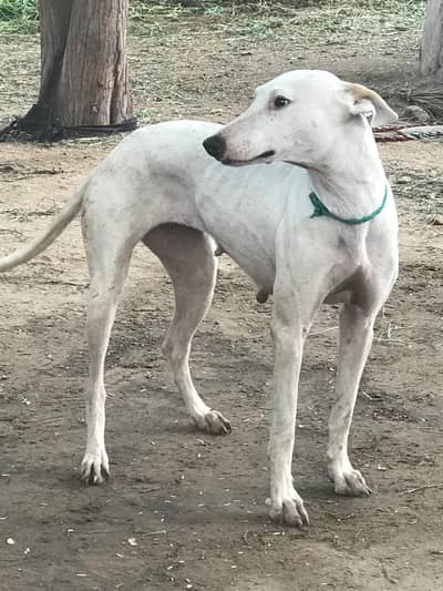 فار سیل ہے جس کو لینا ہے رابطہ کریں dogs