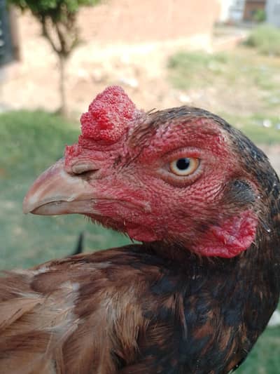 Aseel Hen