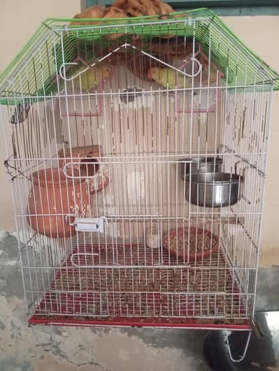 cage smate parrots pair