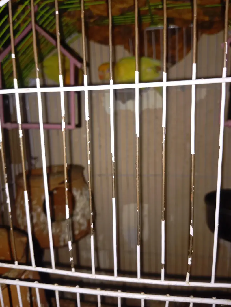 cage smate parrots pair — photo 2