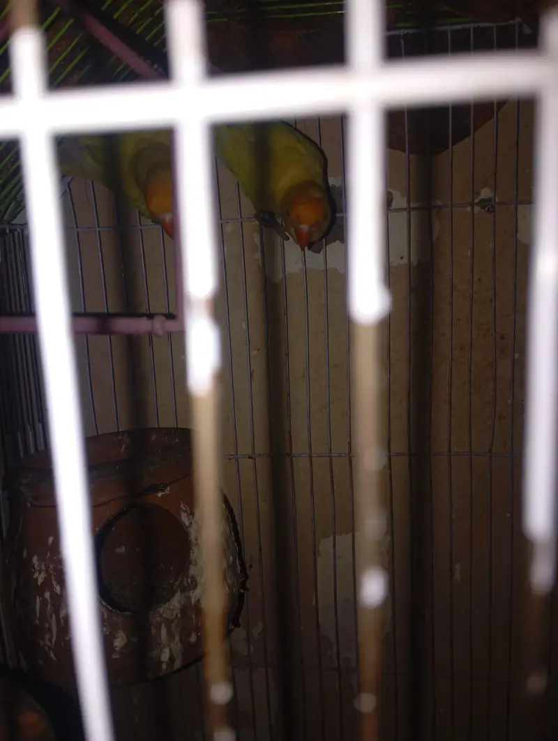 cage smate parrots pair — photo 3