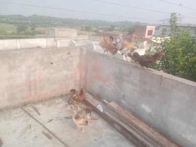 desi chicks for sale