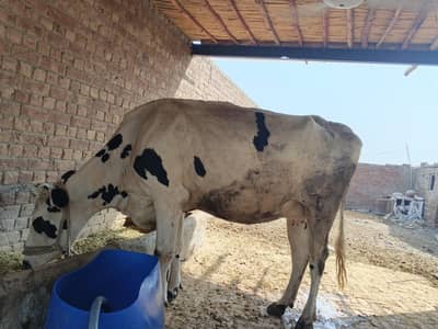 fressian cholistani cross breed 6 manh ki gaban 6 kg dhood both achi h