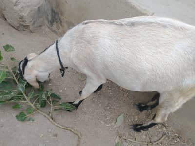 bakri healthy and Activ