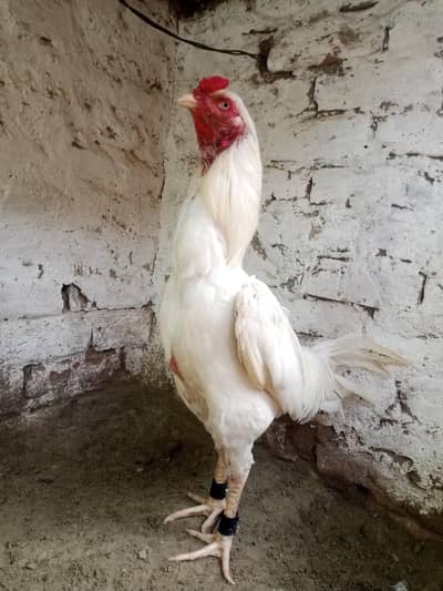 Cock.
