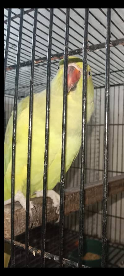 female parrot
