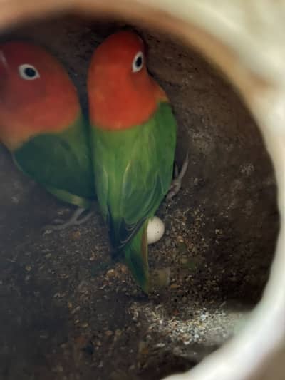 Complete Birdcage For sale With birds