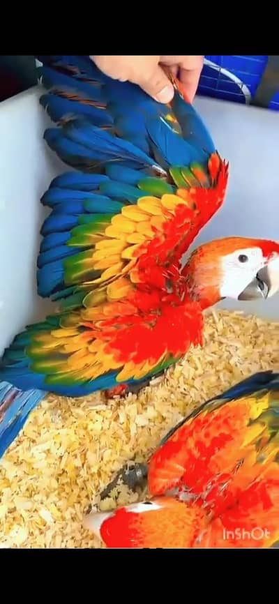 red Macao chicks far sale contact me WhatsApp number 03140468114