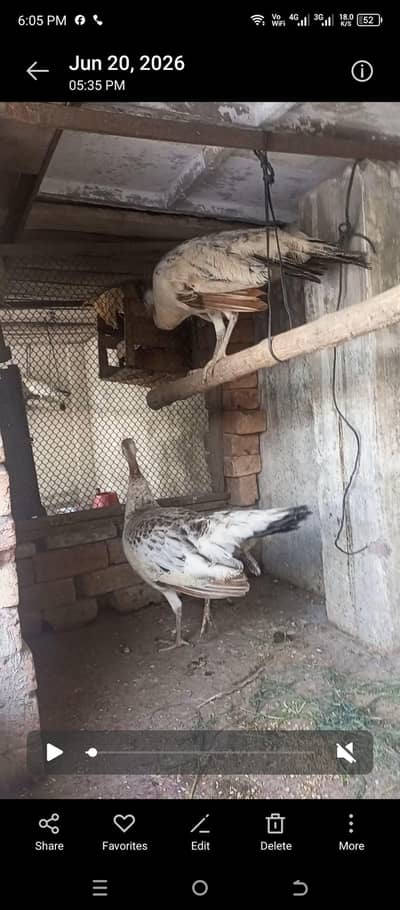 peacock Black shoulder