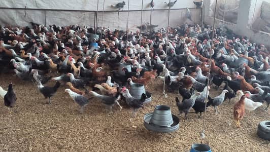 Australorp @ FYUMI MISRI @ RIR