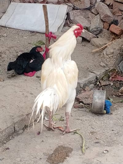 heara for sell