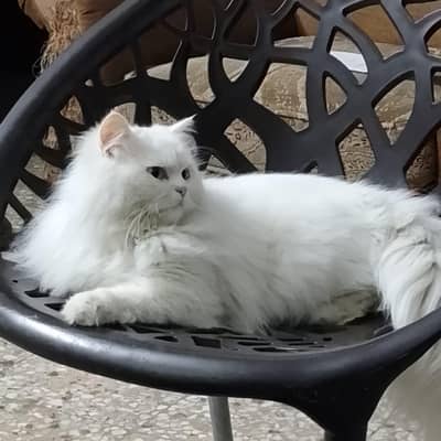 18 months triple coat, blue eyes, vaccinated Persian male cat