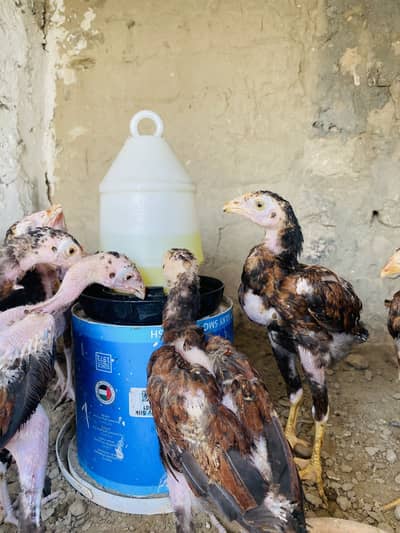 Aseel chicks for sale