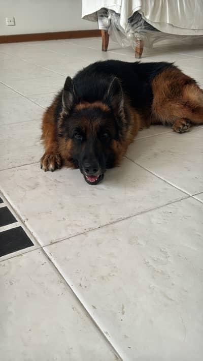 King German Shepard