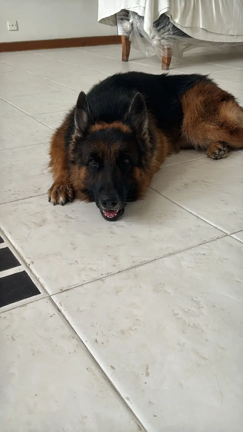 King German Shepard