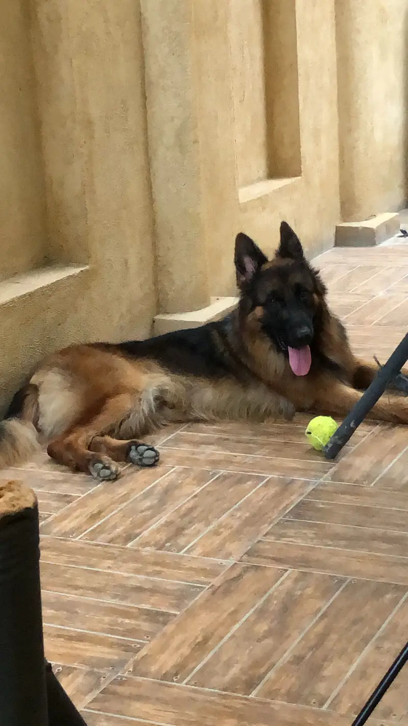 King German Shepard — photo 2