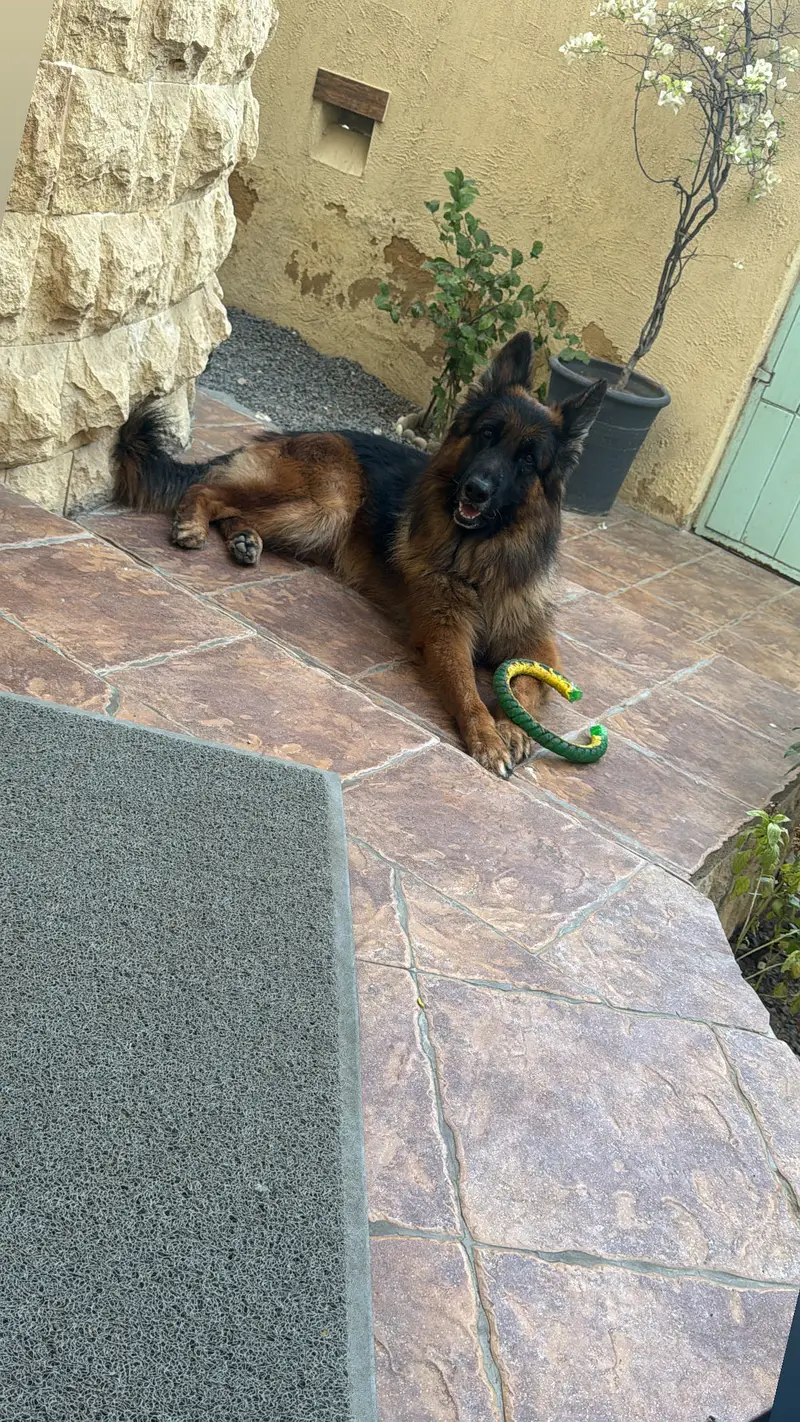 King German Shepard — photo 3