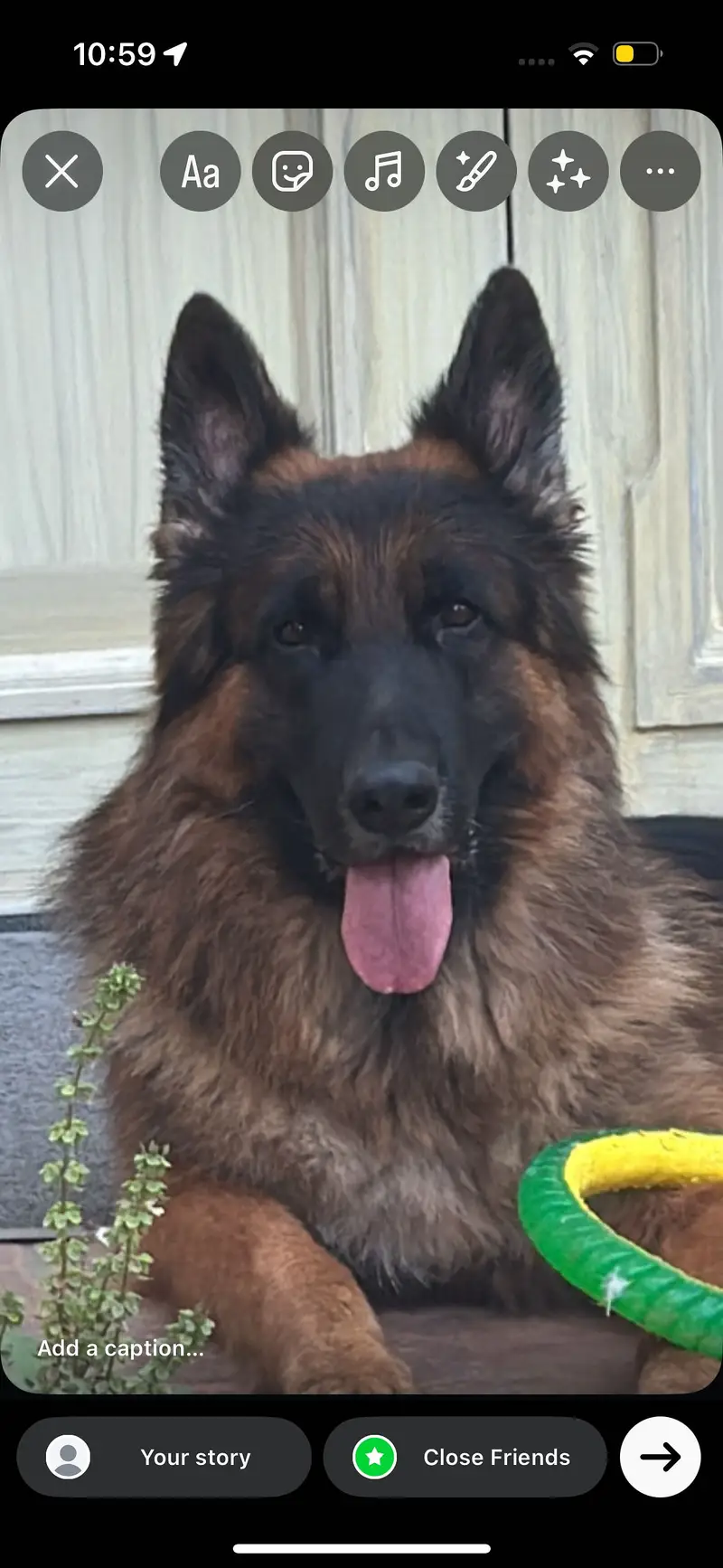 King German Shepard — photo 4